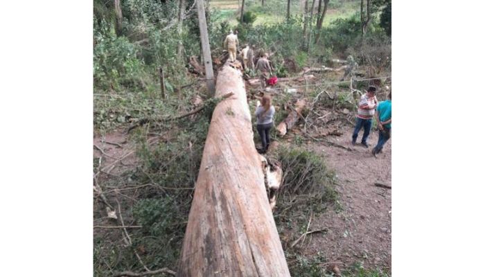 Laranjeiras - Homem morre após ser atingido por árvore no Bairro Somensi 